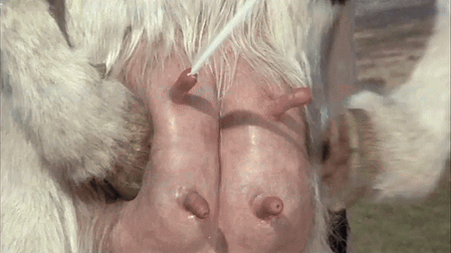 Moo Nieu Cow GIF