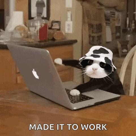 Moocat GIF