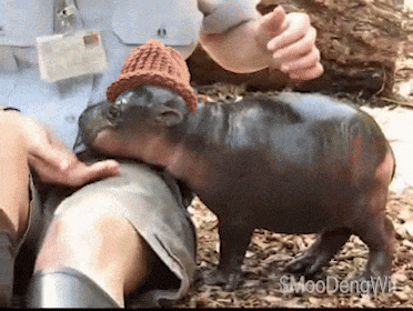 Moodeng Moo Deng GIF