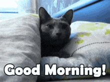 Morning All Good Morning All GIF