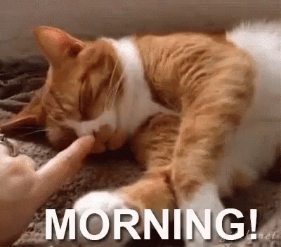 Morning Cat GIF