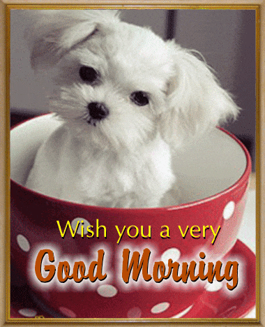 Morning Good Morning GIF