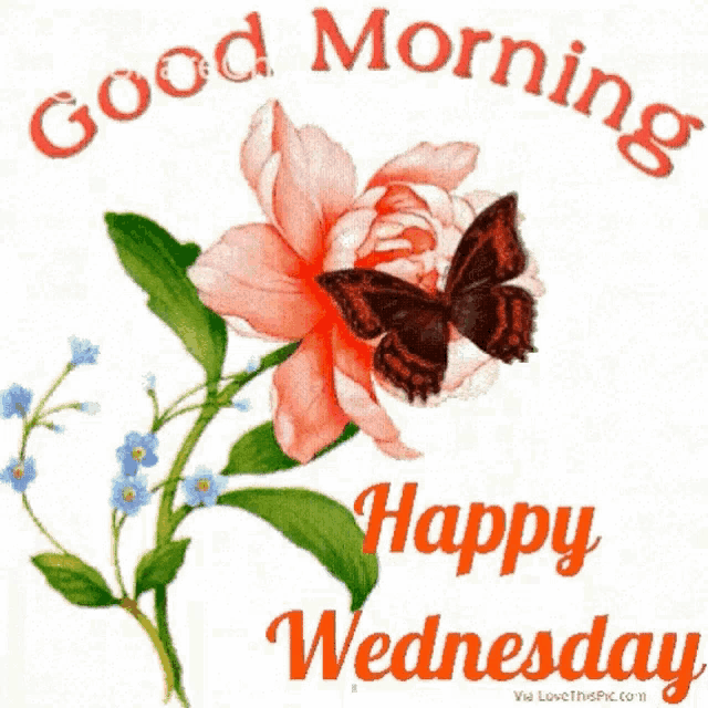 Morning Good GIF