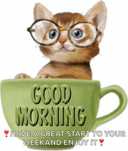 Morning Kitty GIF