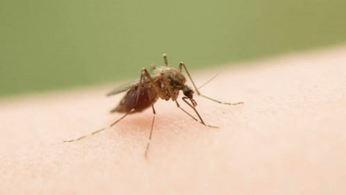 Mosquito Closeup GIF