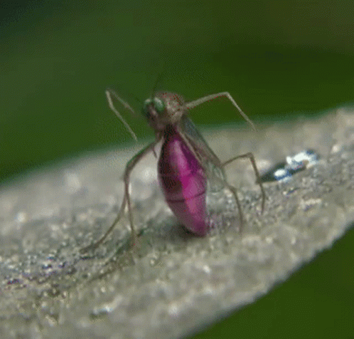 Mosquito Whip Nae Nae GIF
