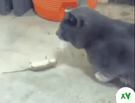 Mouse Cat GIF
