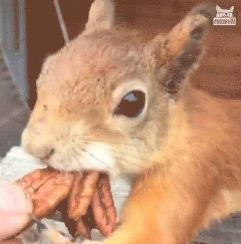 Mouth Full My Nuts GIF