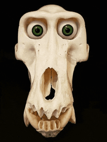 Mr Bones Skull GIF