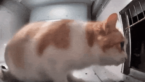 Mr Fat Cat GIF