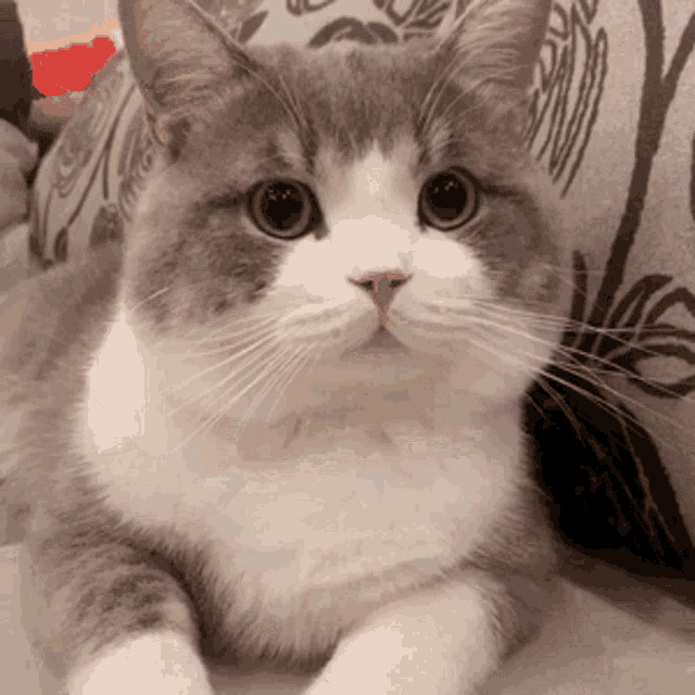 Mr Potato Nataon GIF