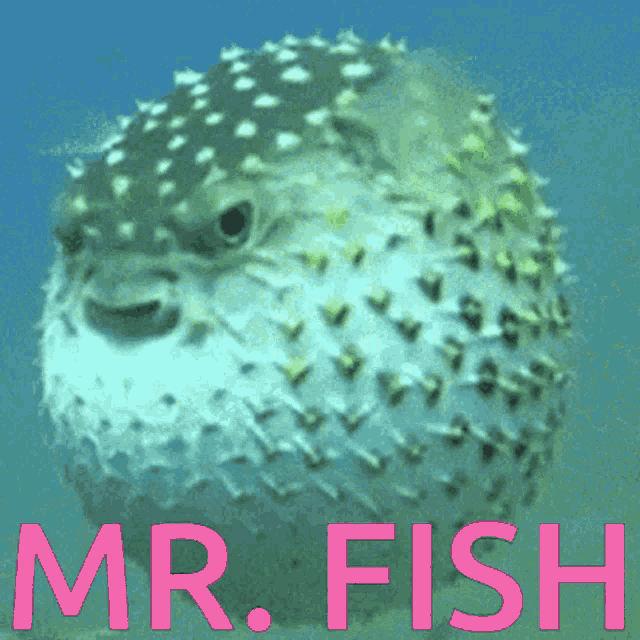 Mrfish Pufferfish GIF