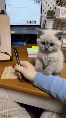 Mrrow Cat GIF