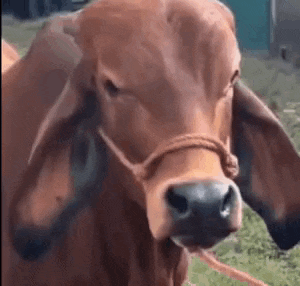 Mu GIF