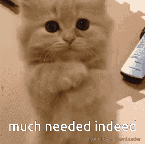 Much Needed Please Cat GIF