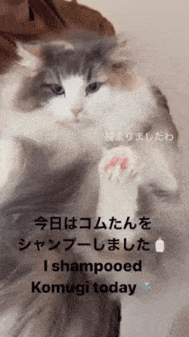 Mugimeshi323 Komugi GIF