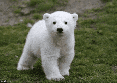 Mujumka Belumka GIF