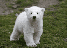 Mujumka Coffee GIF. This 230 x 164 animated GIF is part of our bear waving collection. Related themes include coffee. Created by LekaOK. View the original…