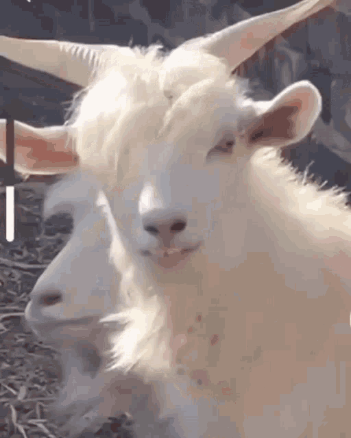 Muka Radhit GIF