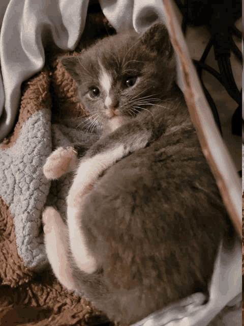 Munchkin Cat Meme