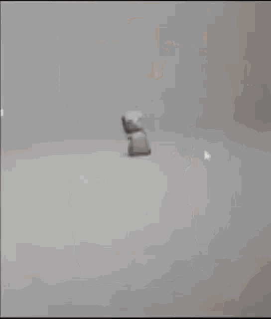 Munchkin Cat GIF