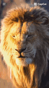 Munna32 GIF