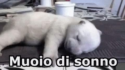 Muoio Sonno Morto Di Sonno Dormire Cane GIF