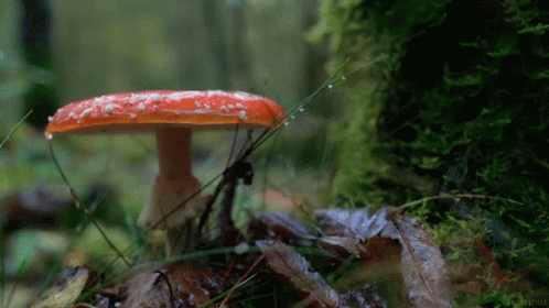 Mushroom GIF