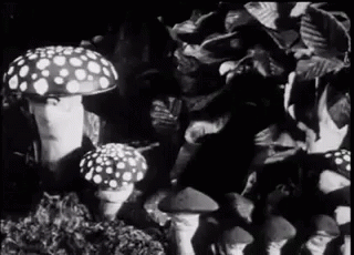 Mushroom Psychedelia GIF