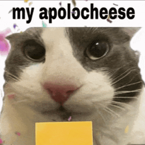 My Apologies Cheese GIF. This 498 x 498 animated GIF is part of our sorry collection. Related themes include confetti. Created by Kissekatten. View the…