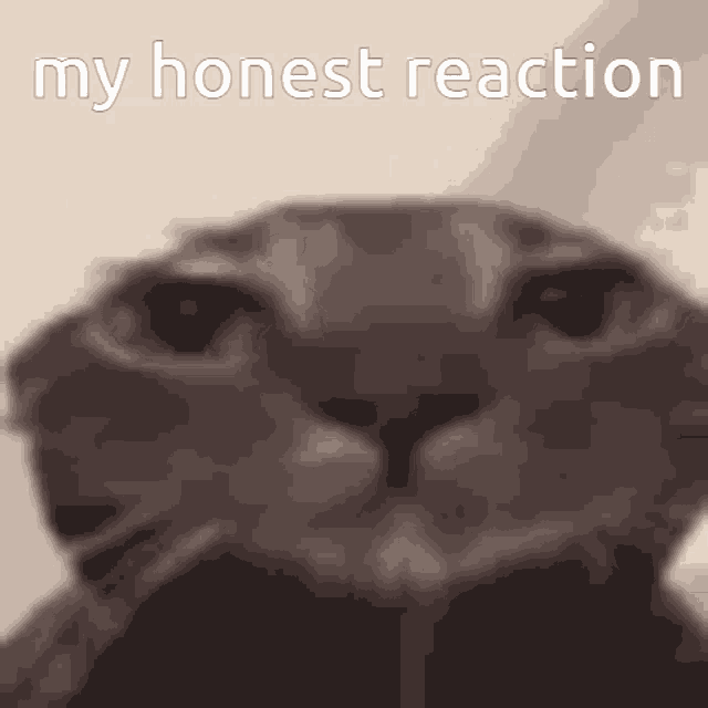 My Honest Reaction Cats GIF