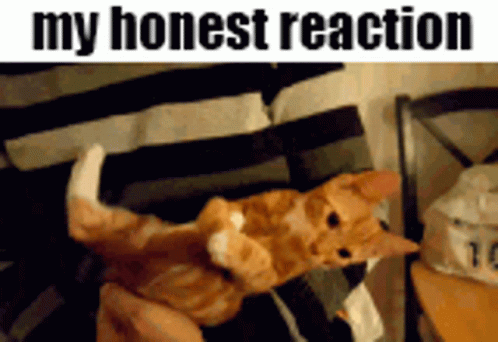 My Honest Reaction My Honest Reaction Meme GIF