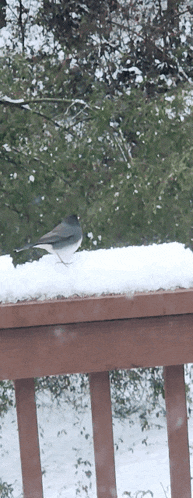 Mystery Bird Black Bird With White Belly GIF