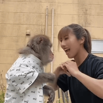 N06ara Monkey Funny GIF