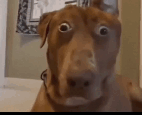 Nahdog GIF