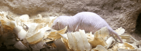 Naked Mole Rat Hairless Mole Rat GIF