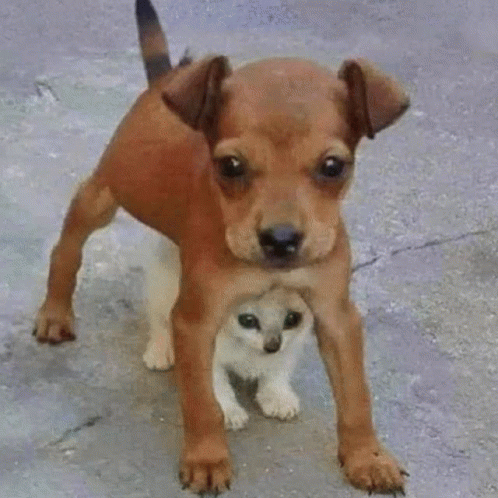 Namjin Dog GIF