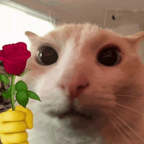 Nanobombs Cat GIF
