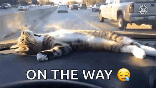 Nap Time Tired GIF