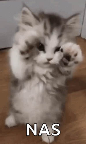 Nas Kitten GIF. This 298 x 498 animated GIF is part of our nas collection. Related themes include discord, kitten. Created by wwesean03. View the original…