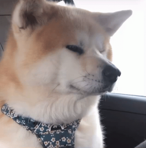 Nasus Dog GIF