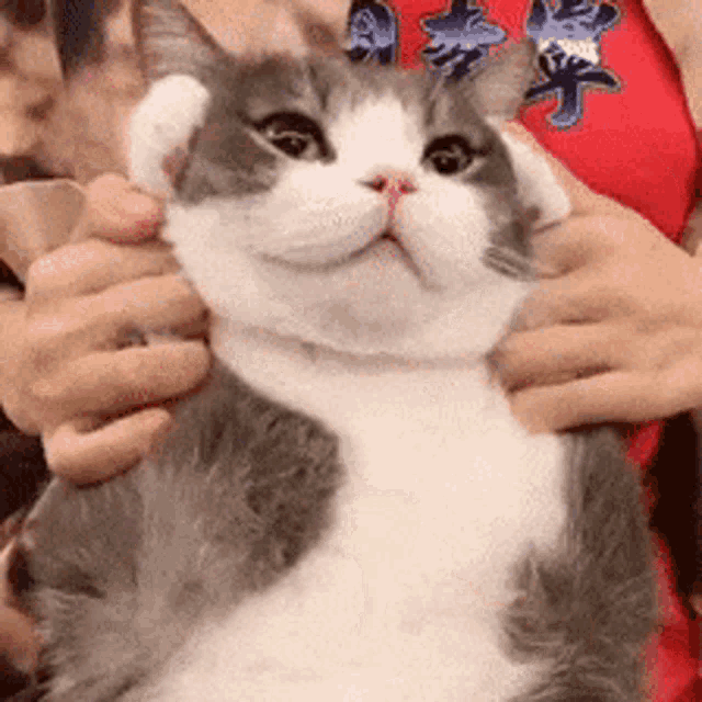 Nataon Mr Potato GIF