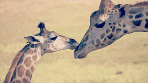 Nature Cute GIF