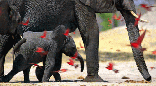 Nature Elephant GIF