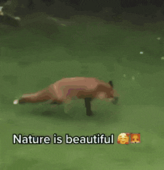 Nature Is Beautiful Fox GIF