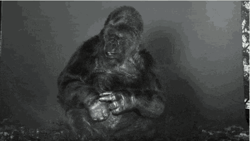 Nature Thank You GIF