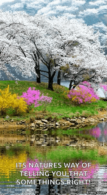 Nature Tree GIF