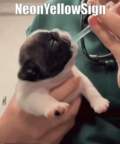 Neonyellowsign Dog GIF