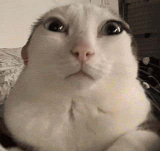Nepunator Cat GIF
