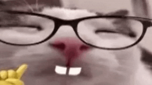 Nerd Nerd Cat GIF